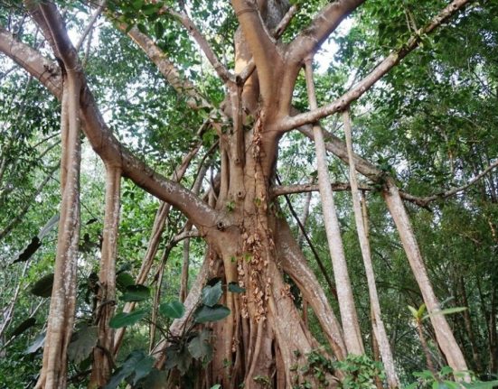 The Silent Conversations and Sensory Secrets of Trees